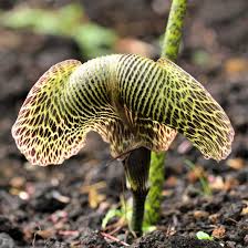 Image result for Arisaema