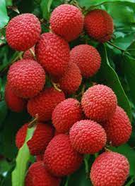 The fruit also may help fight inflammation and oxidative stress associated with diabetes and obesity. Lychee Did You Know That Lychee Is A Symbol Of Sensuality Romance And Love In China Legend Has It That The Emperor Of Tang Lychee Fruit Fruit Plants Fruit