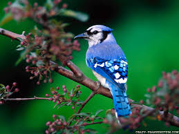 Beautiful Wallpapers Beautiful Birds Wallpapers Beautiful Bird Wallpaper Pet Birds Most Beautiful Birds