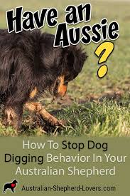 How To Stop Dog Digging Behavior In Your Australian Shepherd Australian Shepherd Aussie Dogs Digging Dogs