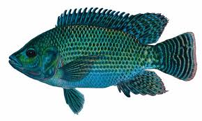 Tilapia, one of the popular farmed fish in the world. Backyard Fish Farming Homesteading And Livestock Mother Earth News