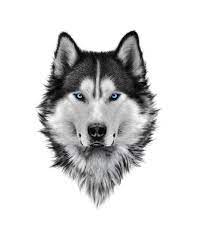 Illustration Portrait Siberian Canvas Art Print 11x14 Home Decor Gray Husky Drawing Husky Tattoo Wolf With Blue Eyes