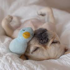 However, keeping an eye on their sleeping pattern is as important as anything else. French Bulldog Puppies Sleeping Pets Lovers