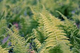 The spruce / david beaulieu. Shade Plants For Zone 8 Learn About Common Zone 8 Shade Plants