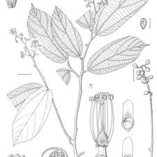 Image result for Grewia schmitzii