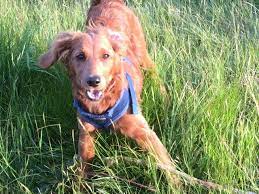 Check spelling or type a new query. Ruby From Maggie S 2013 Litter At 6 Months Red Goldendoodle With Flat Coat Curly Back Goldendoodle Puppy Goldendoodle Red Goldendoodle