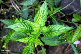 Image result for Justicia scandens