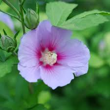 Image result for Hibiscus platycalyx