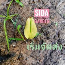 เป ดจอง กล วยปาป วด าง เพาะเมล ด ด วนๆ ม จำนวนจำก ด ช ดละ 4 กระถาง 4 ต น ราคา 500 บาท รวมส งด วน ส งตามค วจอง เม อแตกใบอ อน ตามลำด บการ จ ดสวน