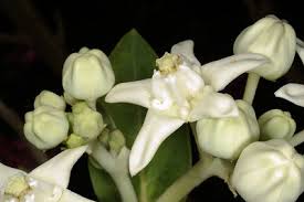 Image result for Pachycarpus lineolatus