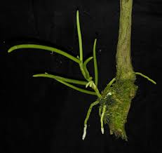 Image result for Nephrangis filiformis