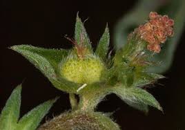 Image result for Acalypha manniana