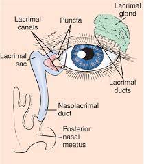 Full Size Picture Lacrimal Apparatus Jpg Medical Medical School Studying Medical Anatomy