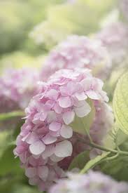 Foto circa bello fiore dell'ortensia nella stagione estiva 06 06 il fiume qiantang 2017 fotografia: Pin Di Gerd Jaquemod Su Word And Phrases Foto Di Fiori Giardino Di Fiori Ortensie
