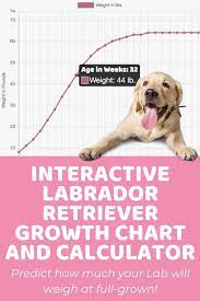Genetics plays the most important role in deciding how big your little fido will be as an adult, but diet, healthcare large breeds usually top out at around 100 lbs, or a little less, and include the labrador retriever, german. Labrador Retriever Size Guide How Big Does A Labrador Get