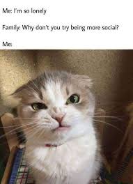 42 Funny Pictures Of Animals Doing Funny Things With Captions Justviral Net Animals Doing Funny Things Cat And Dog Memes Funny Cat Memes
