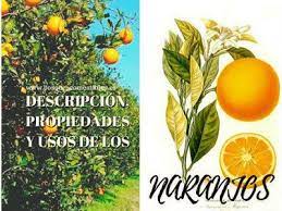 Arboles Y Arbustos El Naranjo Descripcion Propiedades Y Usos De L Arboles Y Arbustos Bosque Comestible Bosque De Alimentos