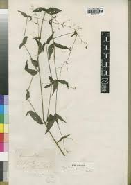 Image result for Ctenium concinnum