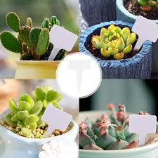 Jul 29, 2021 · the flowering season of cherry blossom trees can be relatively short. Buy Vtechology 100pcs Plant Labels T Type Tags Plant Sign Seed Tags Garden Pot Markers Plant Identification Stakes For Seed Potted Herbs Flowers Plant Classification Sorting Sign Flower Mark White Online In Indonesia B08yqnkgd7