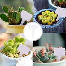 We did not find results for: Buy Vtechology 100pcs Plant Labels T Type Tags Plant Sign Seed Tags Garden Pot Markers Plant Identification Stakes For Seed Potted Herbs Flowers Plant Classification Sorting Sign Flower Mark White Online In Indonesia B08yqnkgd7