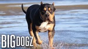 Our pitbull puppies' bloodlines are world renowned and time tested to produce the finest pitbull puppies in the world. Our 170lb Black Tri Colour Bully Is The World S Biggest Big Dogz Youtube
