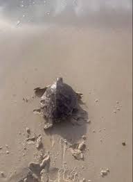 Giải cứu rùa mắc kẹt vào lưới trong chuyến đi du lịch | Báo Pháp Luật TP. Hồ Chí Minh