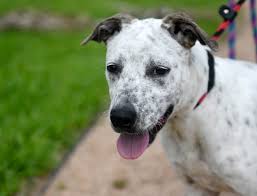 • moreno valley animal control, 14041 elsworth st., moreno valley. Adopt A Pet Gulf Coast Humane Society Riverside California Eminetra