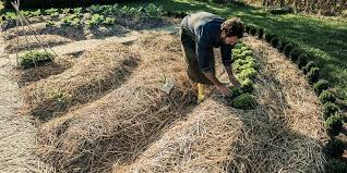 Here is the basic scenario. How To Start A Permaculture Garden Beginner S Guide Grocycle