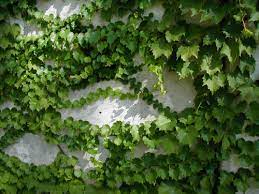 Boston ivy for sale near me. Parthenocissus Boston Ivy Hello Hello Plants Garden Supplies
