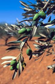 Delallo Com Olive Trees Harvesting And Olive Oil Zeytin Agaci Zeytin Agac