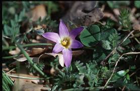 Image result for Romulea camerooniana