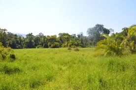 Image result for Monothecium glandulosum