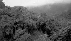 Image result for Mimulopsis excellens