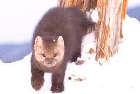 Check spelling or type a new query. Sto Razlikuje Sable Od Kune Osobine I Razlike U Cemu Je Razlika