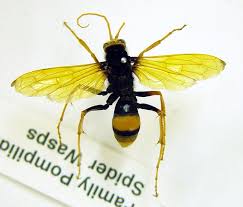 We did not find results for: Spider Wasps The Australian Museum