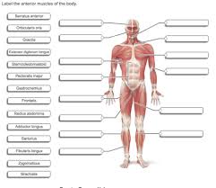 Click on the labels below to find out more about your muscles. Quiz Ch 10 Copy Diagrams Flashcards Quizlet