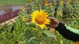 Check spelling or type a new query. 8 Bunga Cantik Cepat Mekar Cocok Ditanam Di Dalam Rumah