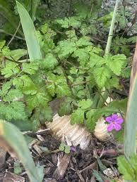 Herb Robert