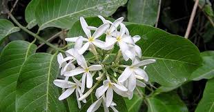 Image result for Landolphia buchananii