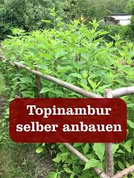 Topinambur Gartenbob De Der Garten Ratgeber Topinambur Pflanzen Topinambur Salat Pflanzen