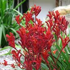 Image result for Anigozanthos