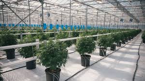 Canopy growth management has focused on a strategy of absorbing financial losses short term in order to dramatically expand its operations and sales in canopy growth provides a breakdown of its net revenue into these five sources: Canopy Growth Shutting Down Fredericton Cannabis Production Facility Huddle