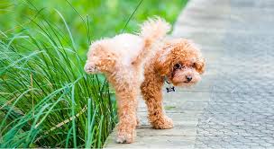 Poodle doodles информация по шрифту. Utis In Dogs Symptoms And Prevention Petbasics