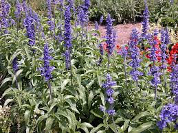 Image result for Salvia farinacea