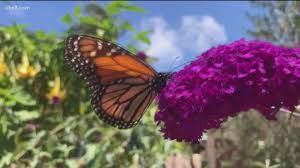 Check spelling or type a new query. Earth 8 San Diegan Is Raising Monarch Butterflies In Her Backyard Cbs8 Com