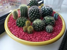 Tiny horse* grazes in the pasture made up of several varieties of live moss against a backdrop of. Cactus Bowl A Terrarium Other On Cut Out Keep Creation By English Ginger