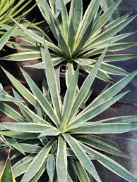 Image result for Antizoma angustifolia