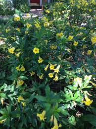 This is a dense deciduous shrub, that has deeply grooved brown, spiny branches which have a single spine at each shoot note. Bush Allamanda Allamanda Schottii Your Yellow Tubular Flower May Be An Allamanda An Evergreen Vine Pr Yellow Flowering Bush Evergreen Vine Flowering Bushes