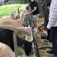 Alpaca Experience event image