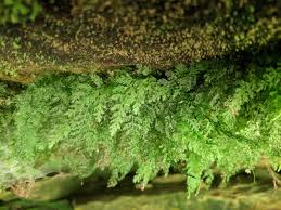 Image result for Vandenboschia gigantea